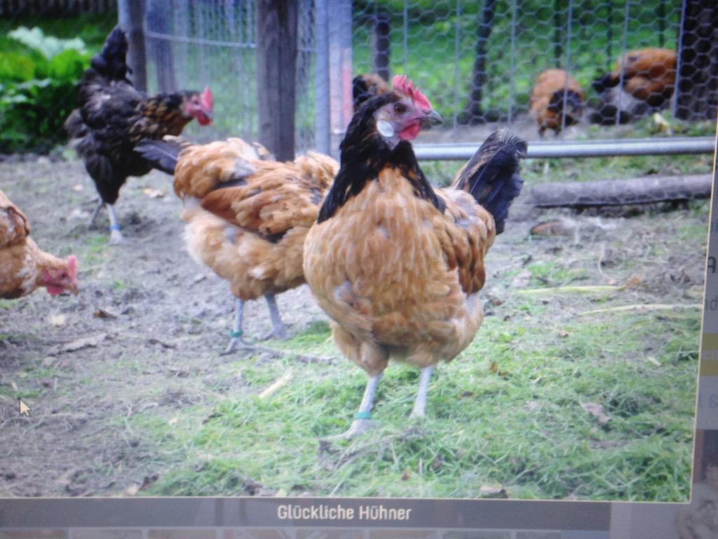 Ferienwohnung Dietlinde Bad Blankenburg Oda fotoğraf